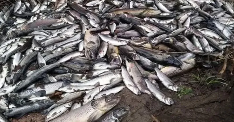 Alerta por la muerte de miles de peces en Junín