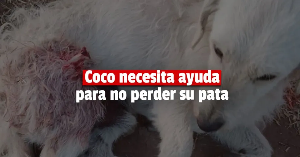Atropellaron a un perro y necesita ayuda para no perder una de sus patas