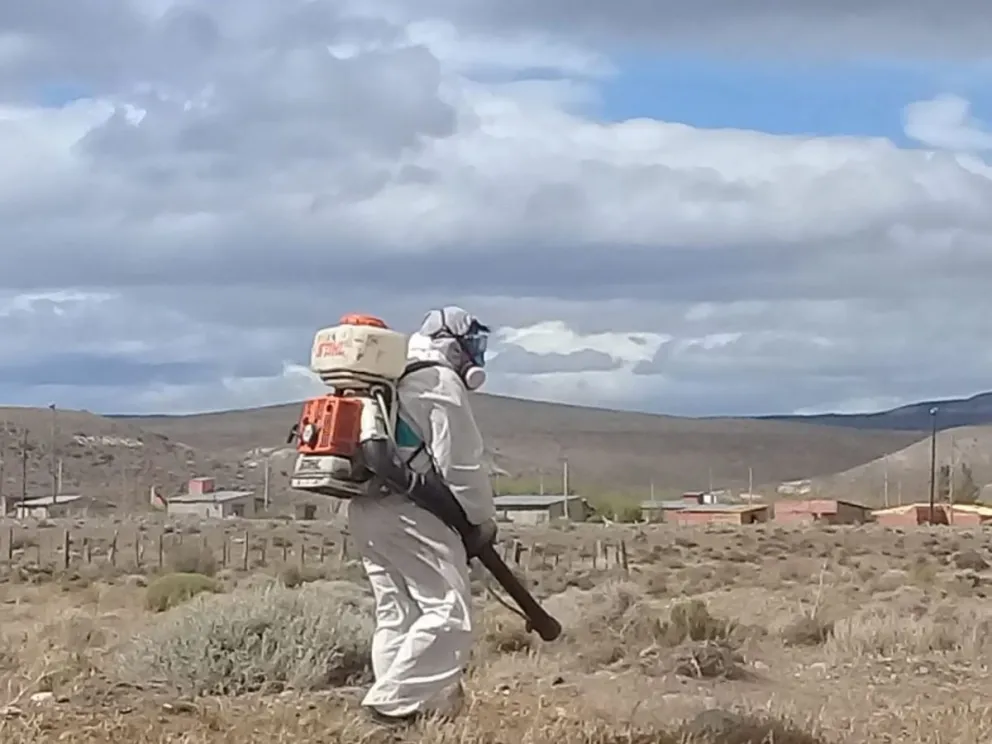Chubut se suma al Comité Interinstitucional Patagónico con el objetivo de prevenir la plaga de tucuras