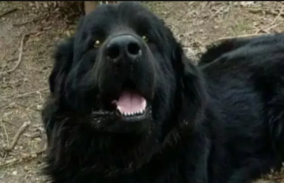 Crimen del perro Byron: Absolvieron al único hombre que había sido condenado