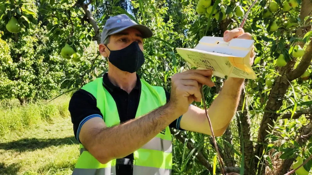 Carpocapsa versus fruticultura: la importancia de combatirla para no perder mercados