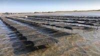 Encuentran en el cultivo de ostión la nueva maricultura de Sinaloa 