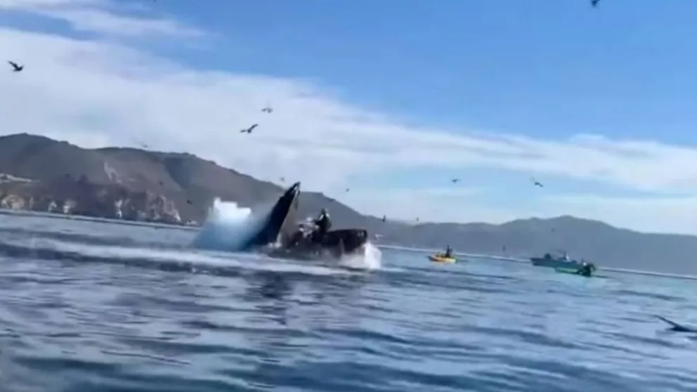 Dramático video: una ballena jorobada casi se traga a dos mujeres que paseaban en kayak 