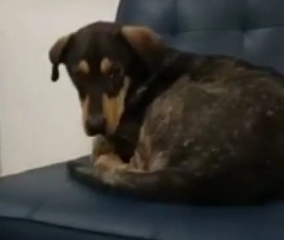 Desgarrador video: un hombre murió y su perrito lo sigue esperando en el hospital