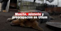 Conmoción por el hallazgo de 20 perros muertos en Ullum 