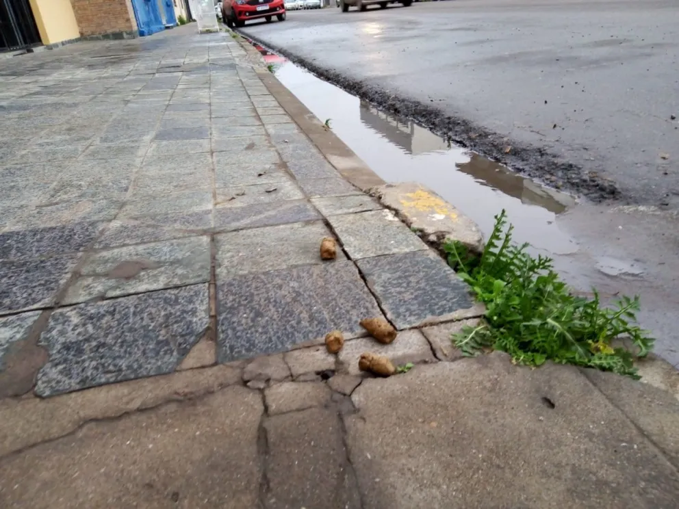 Viedma, una ciudad pareja que con las heces de mascotas parece despareja