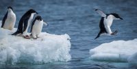 Una ONG paga US$ 2.200 al mes por contar pingüinos en la Antártida: cómo y dónde postularse