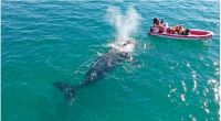 Finde largo en Las Grutas: todas las actividades y cuánto costará embarcarse para ver las ballenas