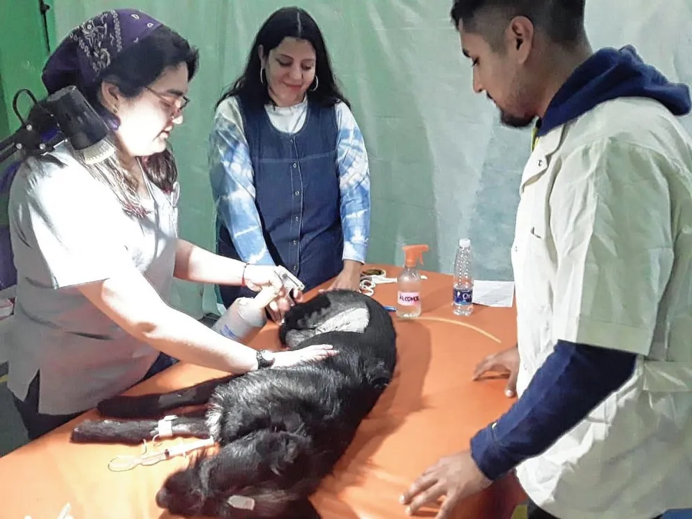 ALMA organiza nueva jornada de castración y desparasitación en zona norte