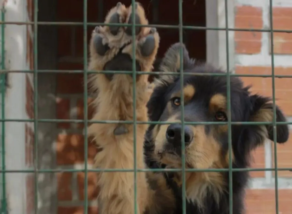 ¿Cómo decirle “no” a esa carita? 46 perros buscan un hogar