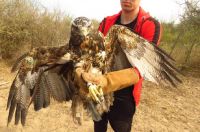 Rescataron y liberaron un águila mora en Bandera [VIDEO]