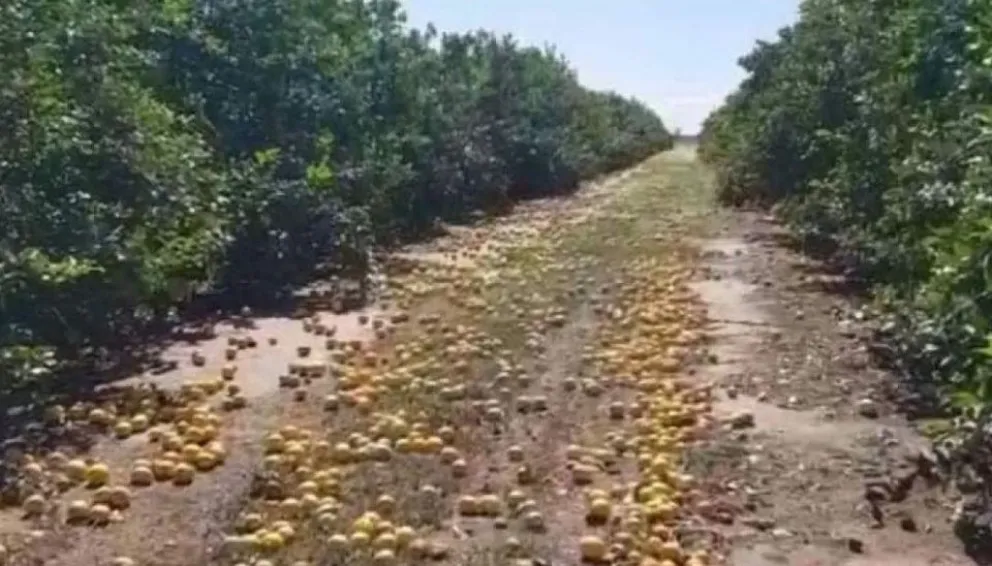 A causa de la crisis, un finquero decidió tirar toda su producción de limones