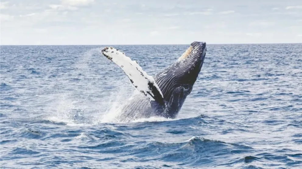 Video viral: una ballena se tragó a dos mujeres que hacían kayak y luego las escupió