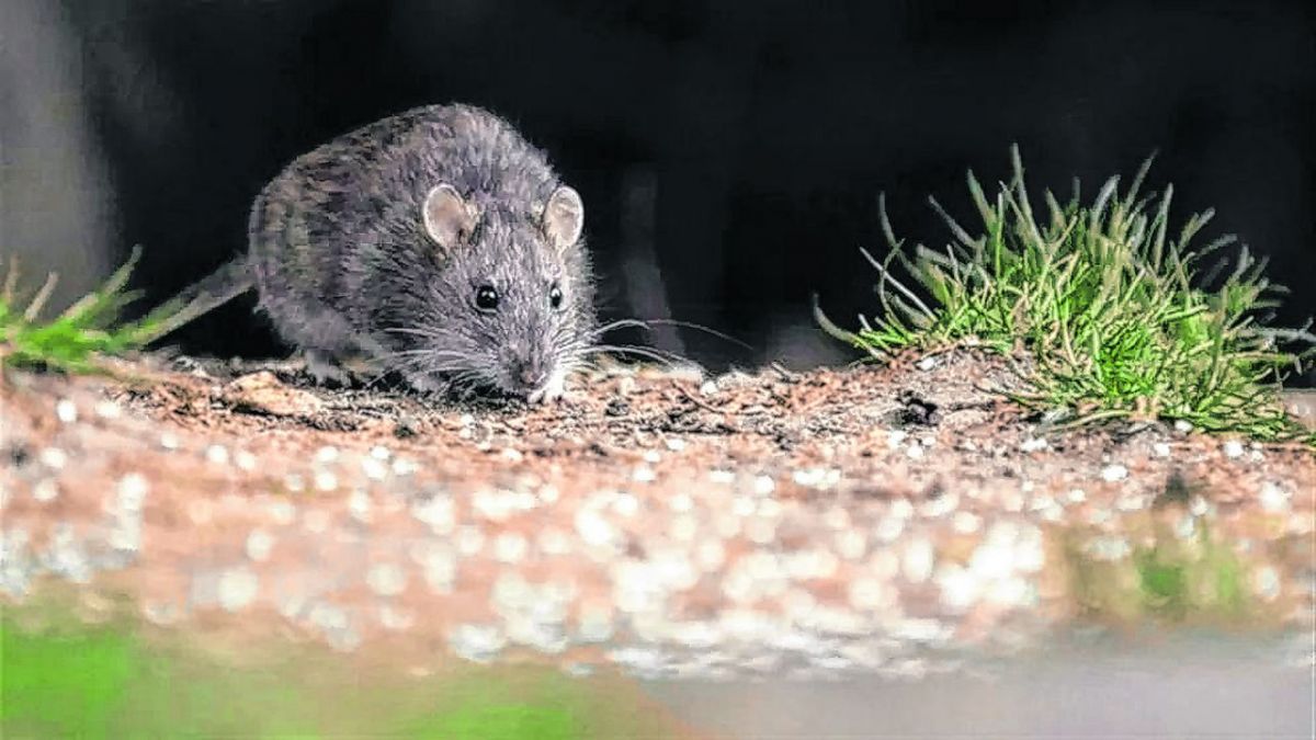 Detectaron un caso de Hantavirus en El Maitén