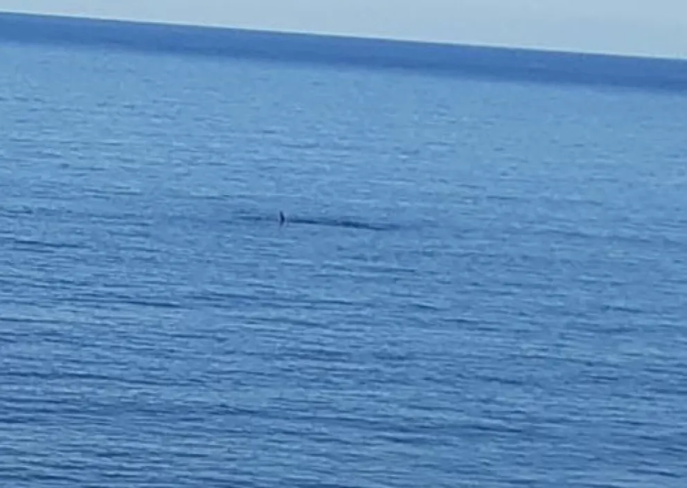 El espectáculo natural del apareamiento de ballenas llegó a La Lobería