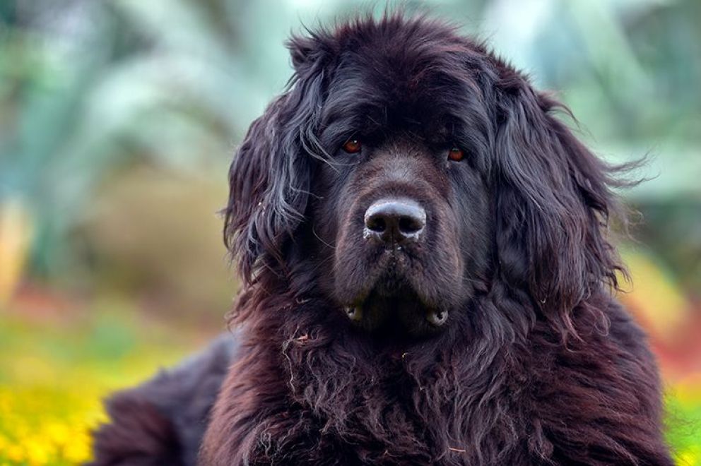 Condenan por "crueldad animal" a joven que mató a un perro de una patada