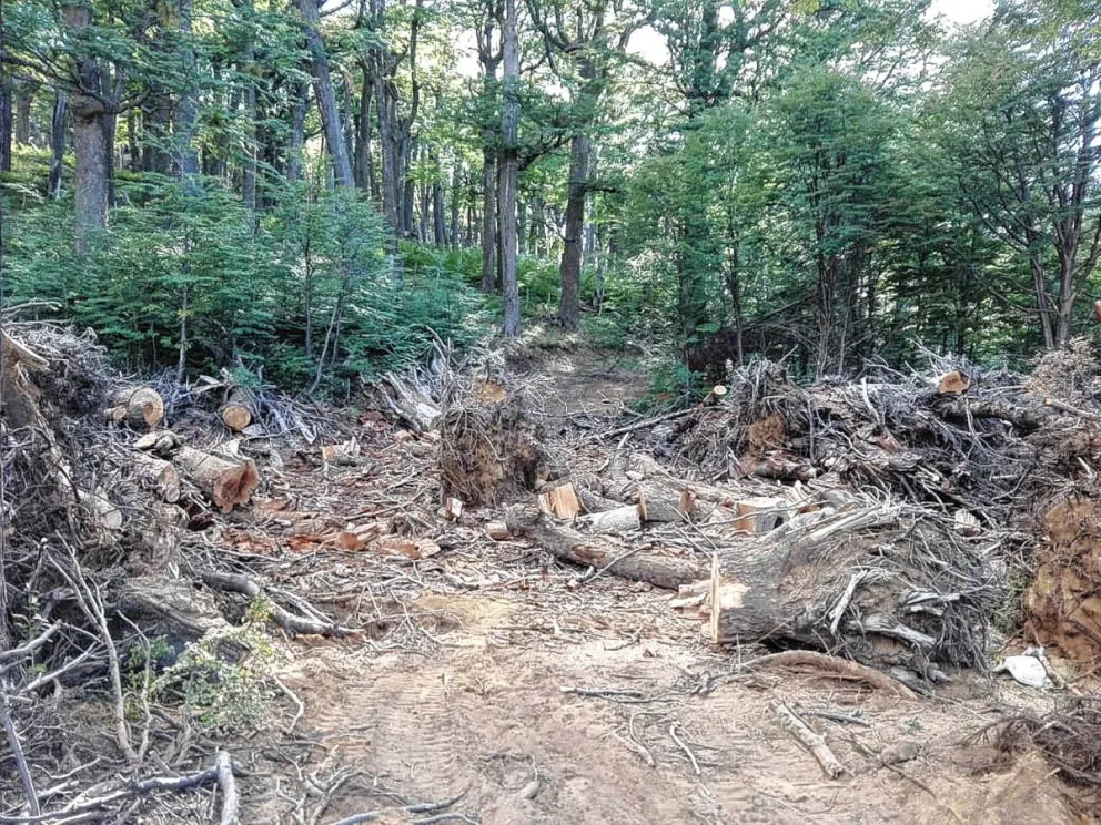 El Gobierno del Chubut aplicó una multa de 36,5 millones de pesos por la tala ilegal de un bosque nativo