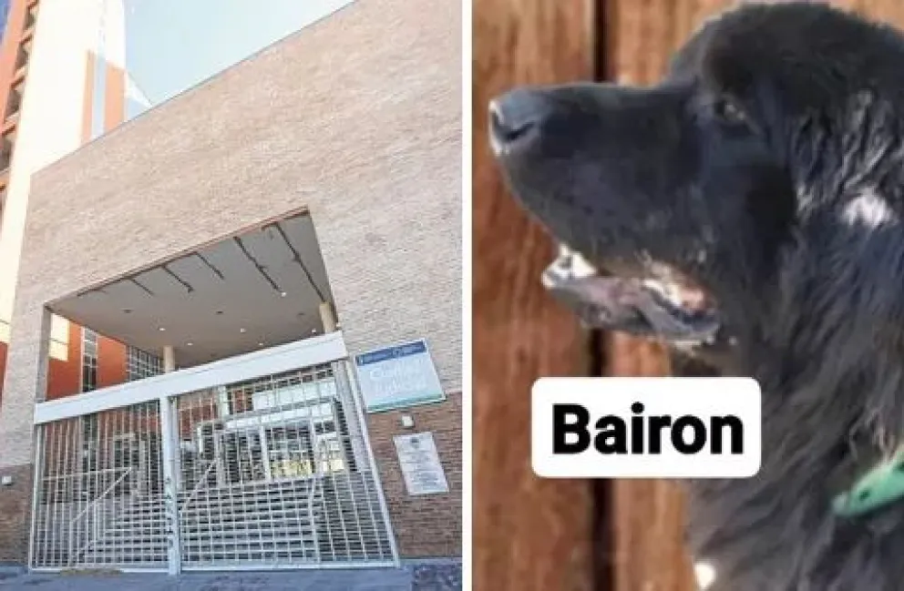 Un sujeto mató a una mascota y le dieron cuatro meses de prisión condicional