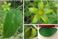 Descubren a Gonolobus cthulhui, nueva especie de planta endémica encontrada en Oaxaca