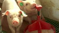 Increíble: científicos lograron resucitar órganos de cerdos utilizando sangre artificial