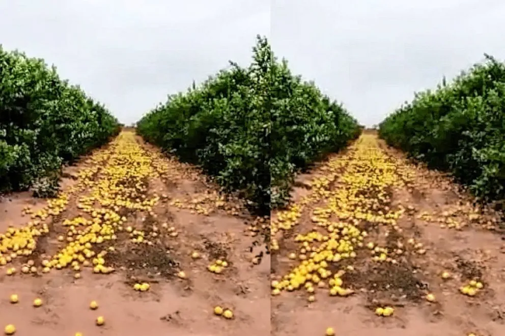 Ante la falta de compradores y precios, un productor salteño desechó 280 toneladas de limones