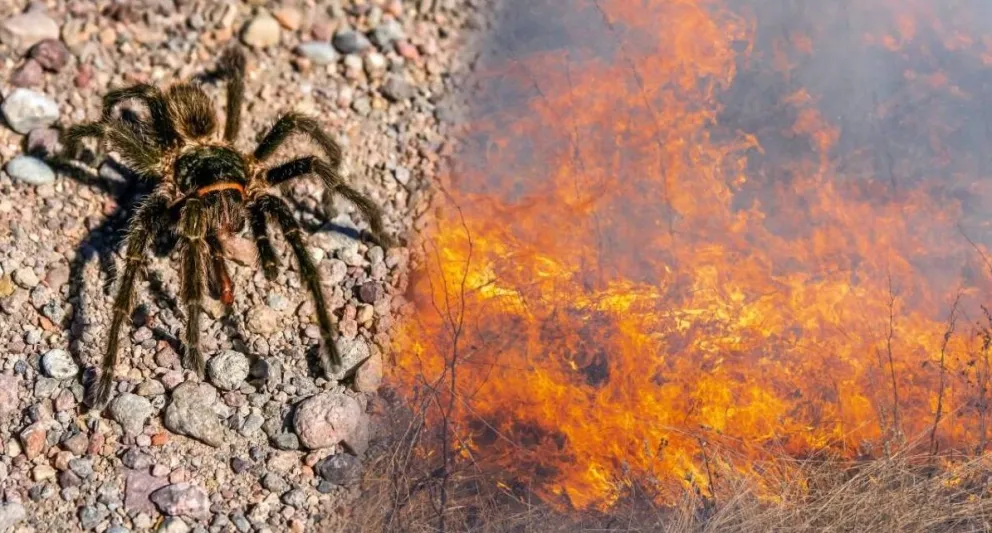 Insólito: quiso matar una araña con un encendedor y provocó el incendio de casi 25 hectáreas 