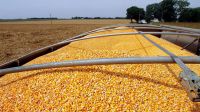 Camionero vendió millonaria carga de maíz que debía transportar, y es intensamente buscado