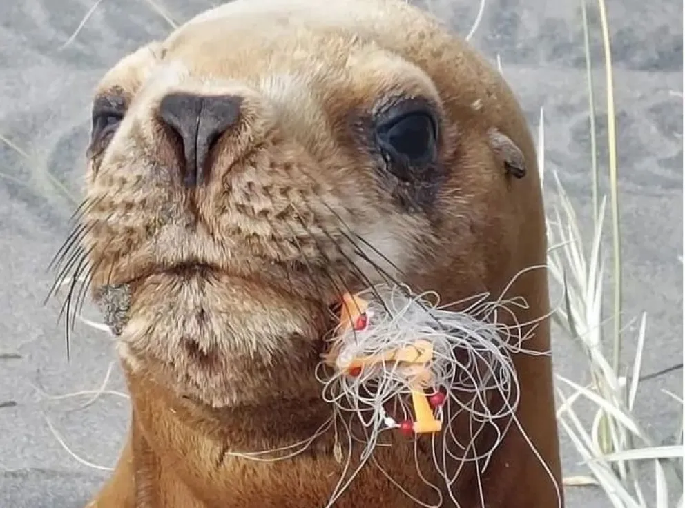 Rescataron a un lobo marino que tenía un anzuelo clavado en la boca
