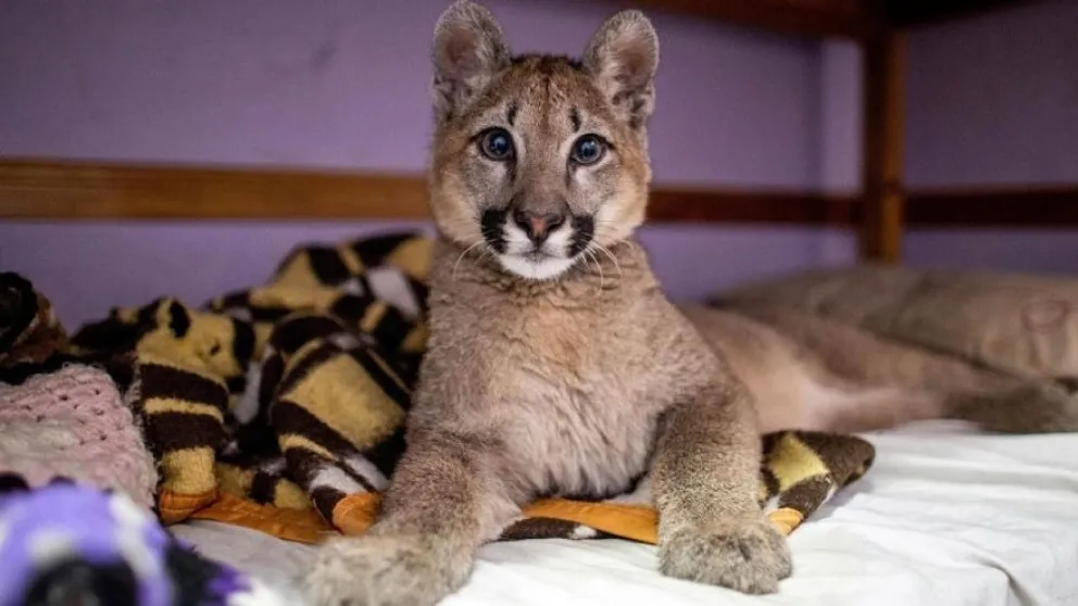 Un fallo declaró a la puma, Lola Limón, “sujeto de derechos”