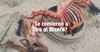 Matadero ilegal en Caucete: ¿era carne de caballo la que vendían?