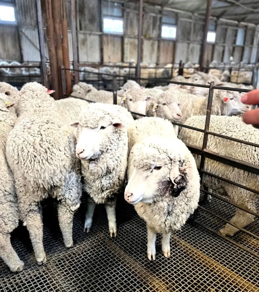Chubut extiende el plazo de presentación de la Encuesta Pecuaria 2022 
