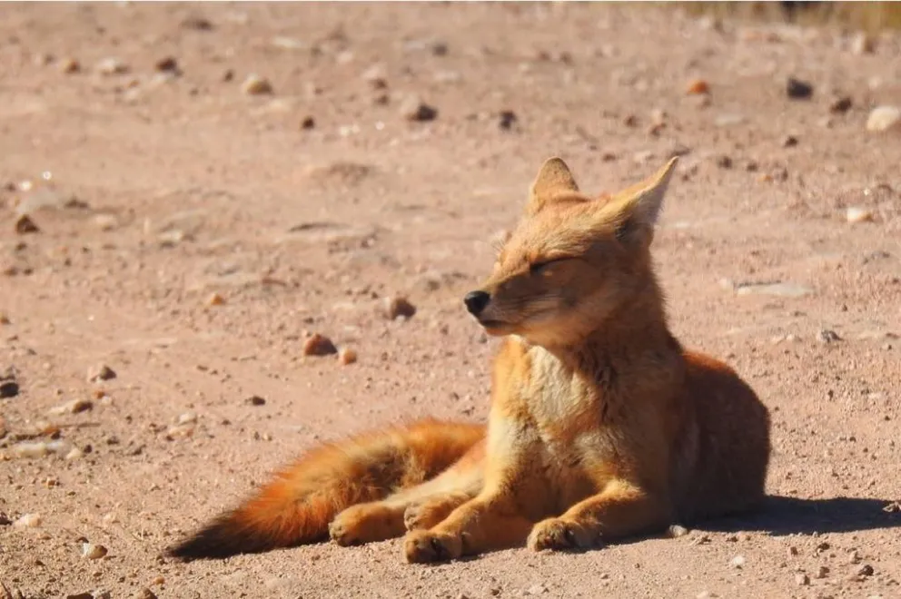 Altas Cumbres: captan la imagen de un zorro en peligro de extinción