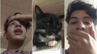 El gato se comió sus brownies "locos" y la reacción del animalito se hizo viral [VIDEO]