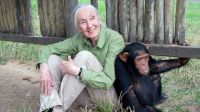 Jane Goodall pidió por la liberación del chimpancé Toti