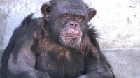 Piden la liberación del chimpancé "Toti" que vive en cautiverio en General Roca
