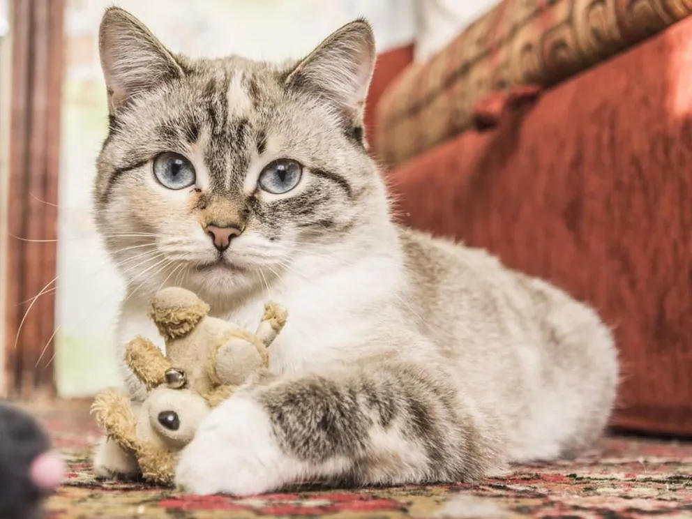 Día Internacional del Gato: hay 3 días para celebrarlo y hoy es uno de ellos