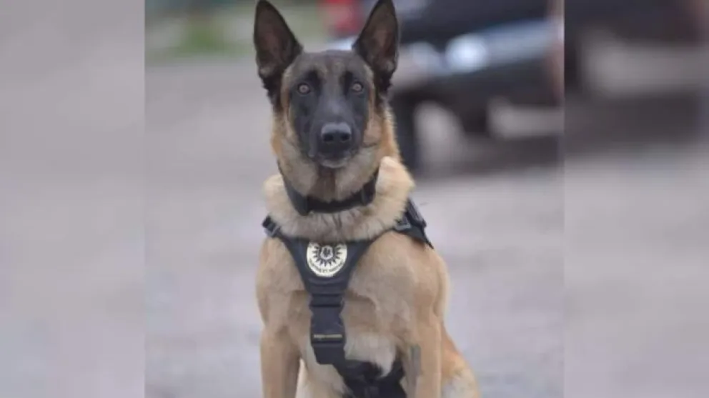 Otra gran labor de “Máximo” el perro policía: detectó cocaína y marihuana en un vehículo