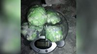 Banda narco vendía hasta 600 gramos de cocaína por fin de semana 