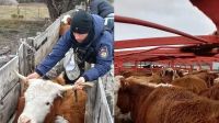 Rescataron 27 vacas robadas 