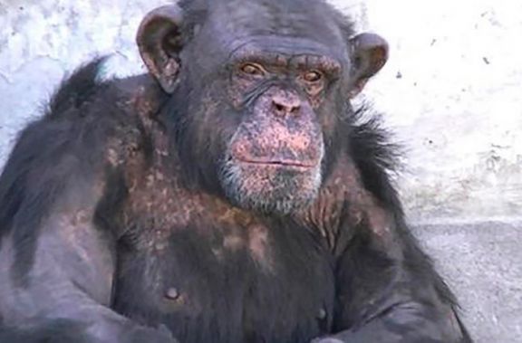 La científica Jane Goodall pidió por la liberación del chimpancé "Toti"