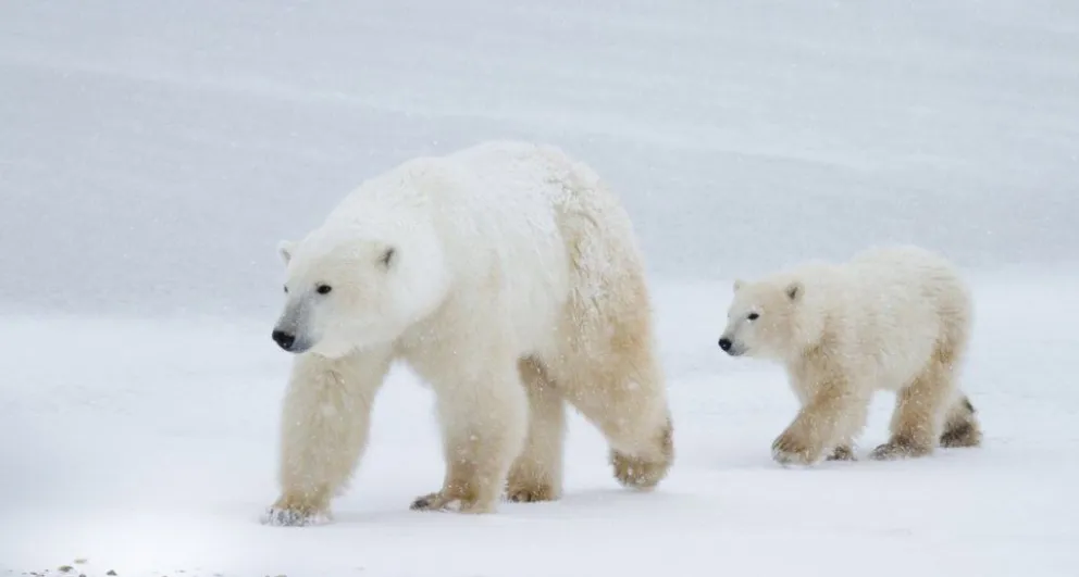 Un oso polar atacó a una turista francesa en Noruega