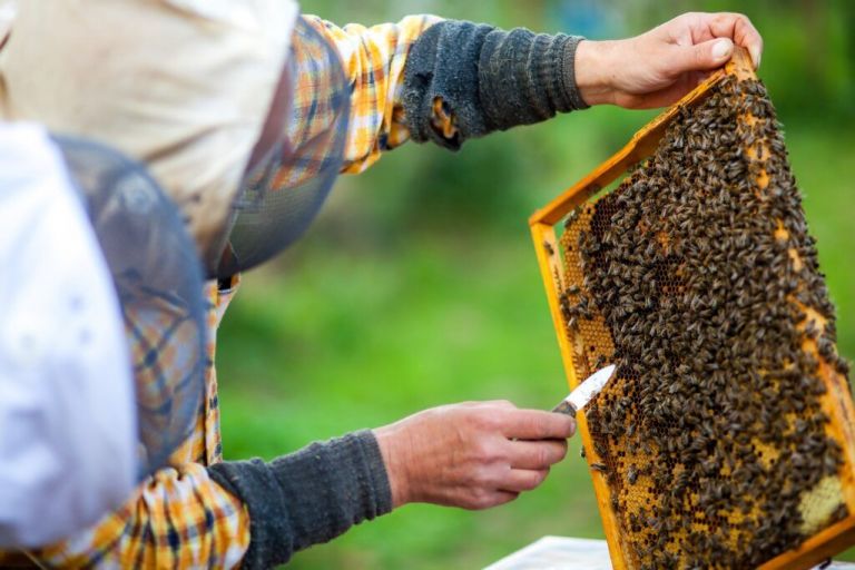 Robo de las abejas: tras ofrecer 0 mil de recompensa, el apicultor recuperó sus 25 colmenas