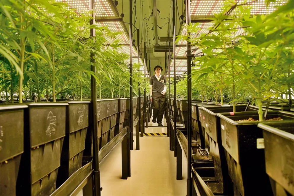 Biofábrica iniciará cosecha de cannabis para aceite medicinal