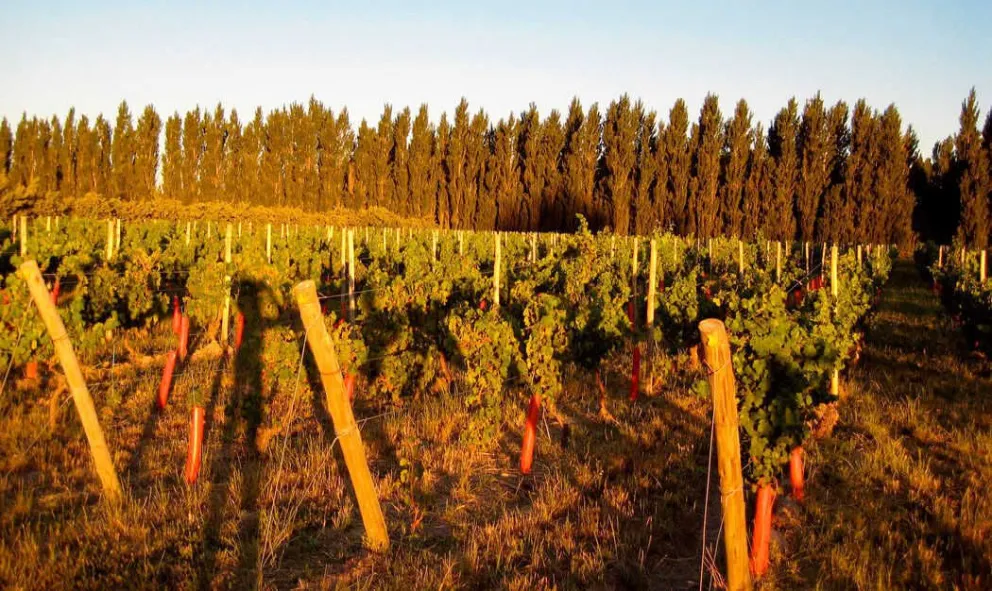 Productores denuncian un mercado clandestino de elementos robados en las chacras