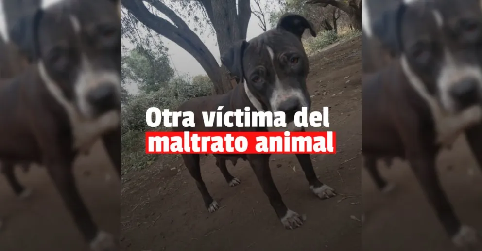 Un hombre baleó a una perra, la degolló y la faenó
