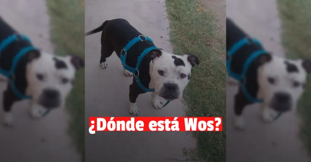 Una familia busca a su mascota desde hace casi dos meses y ofrecen recompensa