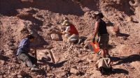 Descubren en Río Negro el primer fósil de un acorazado bípedo de Sudamérica
