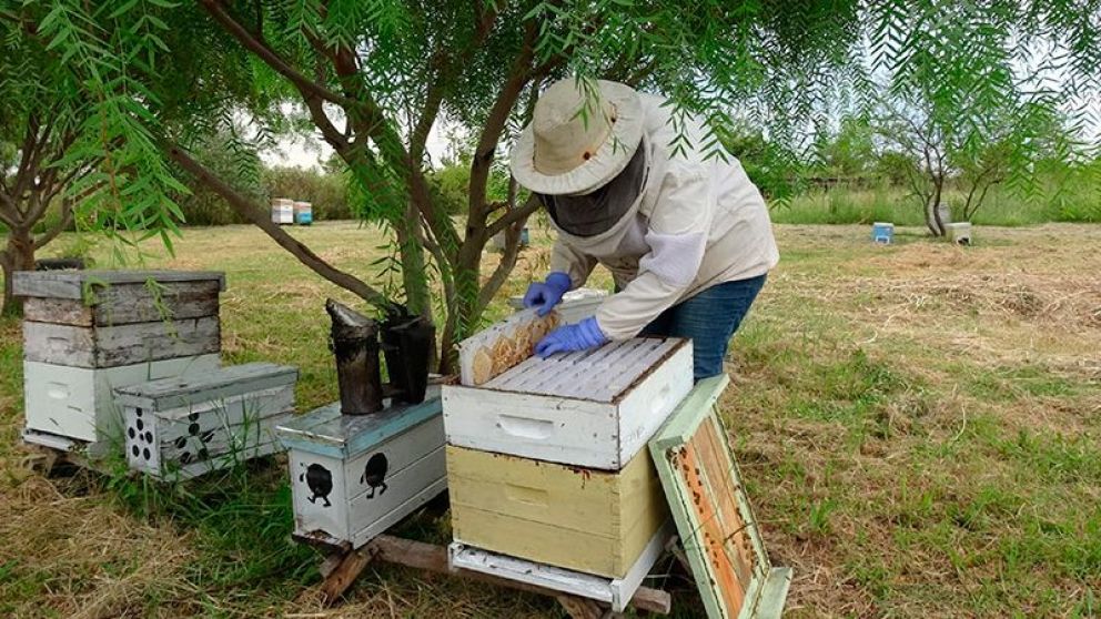 Recuerdan que el traslado de colmenas y abejas debe estar amparado por el Documento de Tránsito