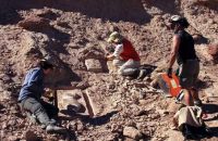 Encontraron los fósiles de un pequeño dinosaurio en Rio Negro.