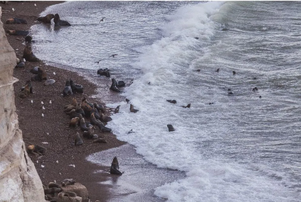 Un nuevo atractivo en Río Negro: lanzan la temporada de avistaje de Fauna Marina y Costera 